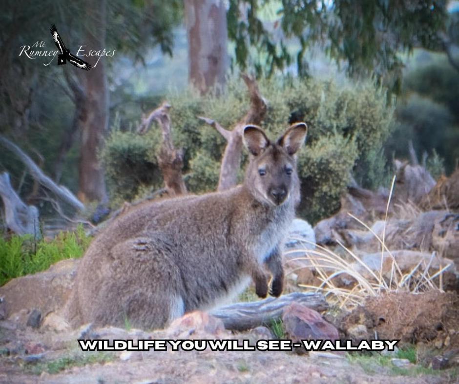 Mount Rumney Escapes - 5 Seaview Kangaroo House Buitenkant foto